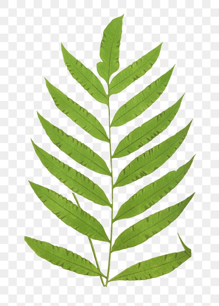 Polypodium Inaequale fern leaf illustration transparent png