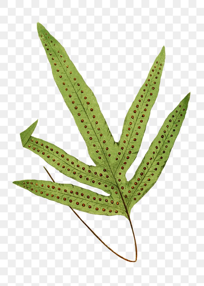 Polypodium Peltideum fern leaf illustration transparent png