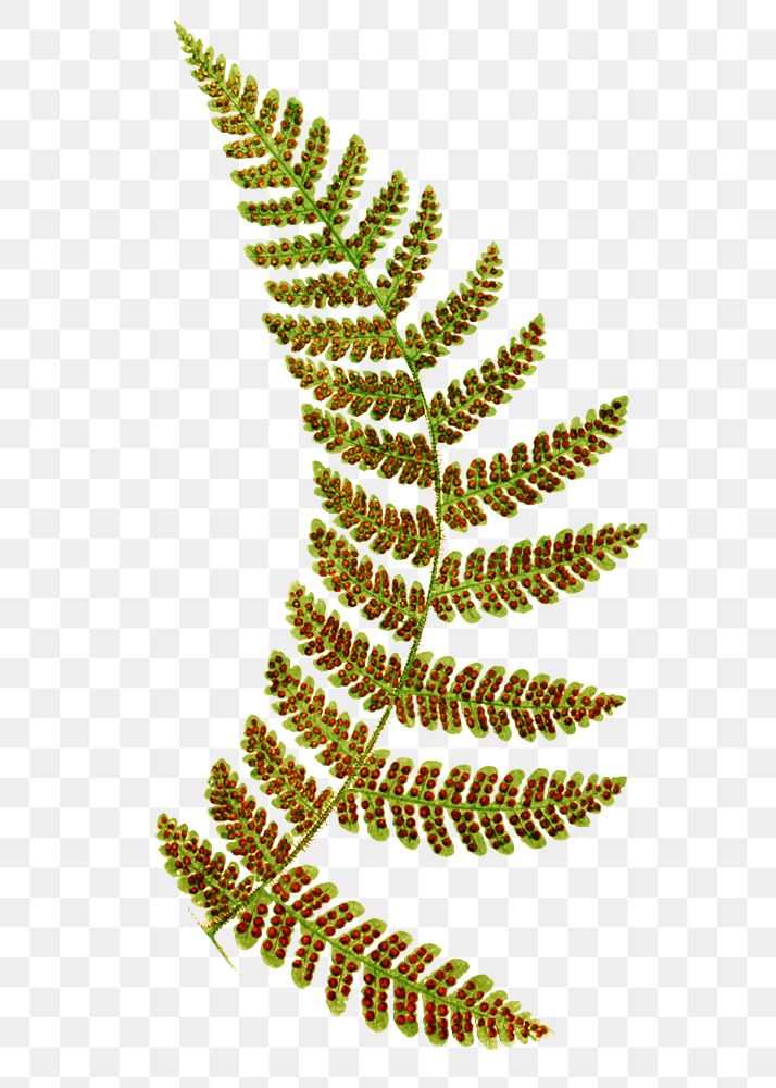 Polypodium Spectabile&ndash;Pinna fern leaf illustration transparent png