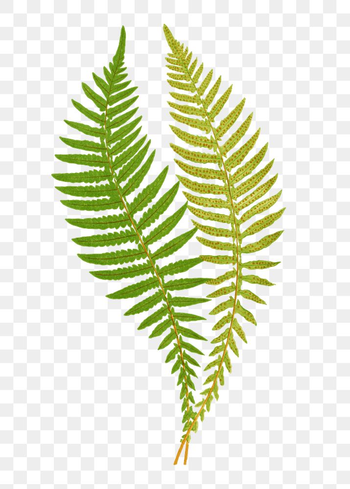 Polypodium Hastaefolium fern leaf illustration transparent png
