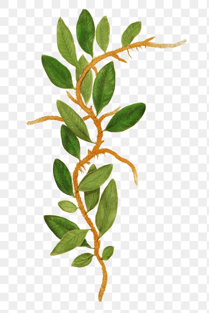 Polypodium Owariense fern leaf illustration transparent png