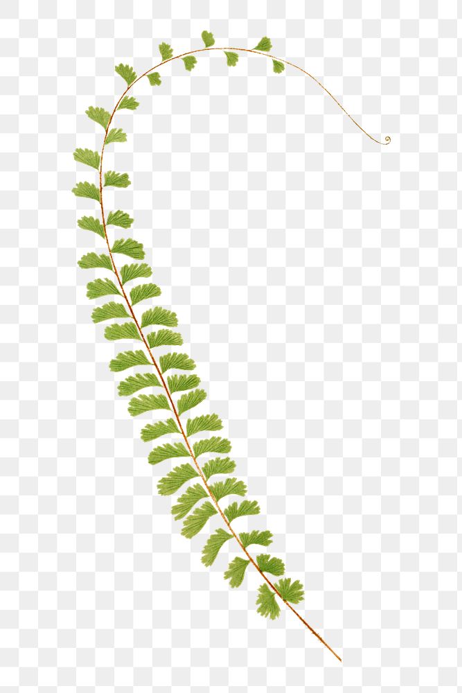 Adiantum Caudatum (Walking Maidenhair) fern leaf illustration transparent png