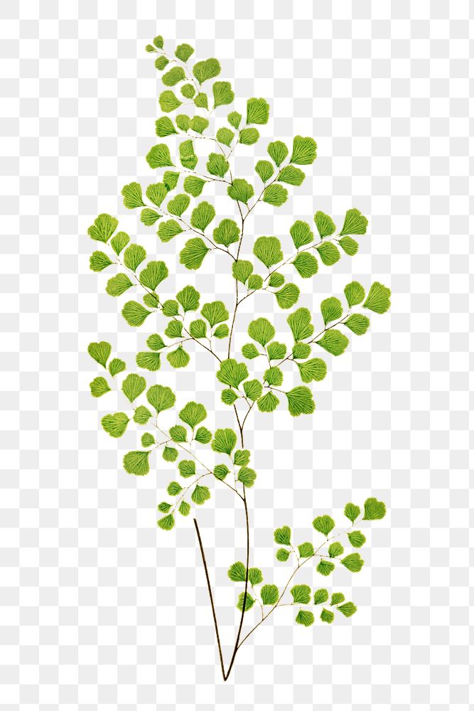 Adiantum Assimile fern leaf illustration transparent png