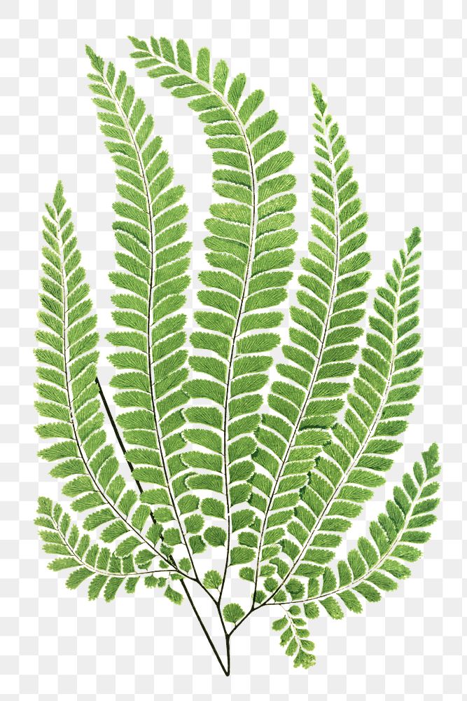 Adiantum Pubescens fern leaf illustration transparent png