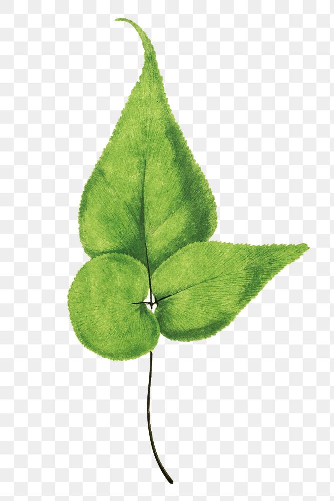 Adiantum Wilsoni fern leaf illustration transparent png