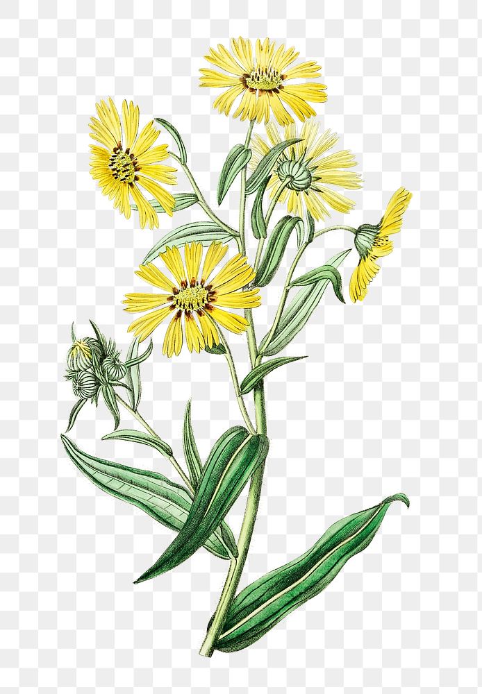 Yellow madia flower png vintage botanical illustration