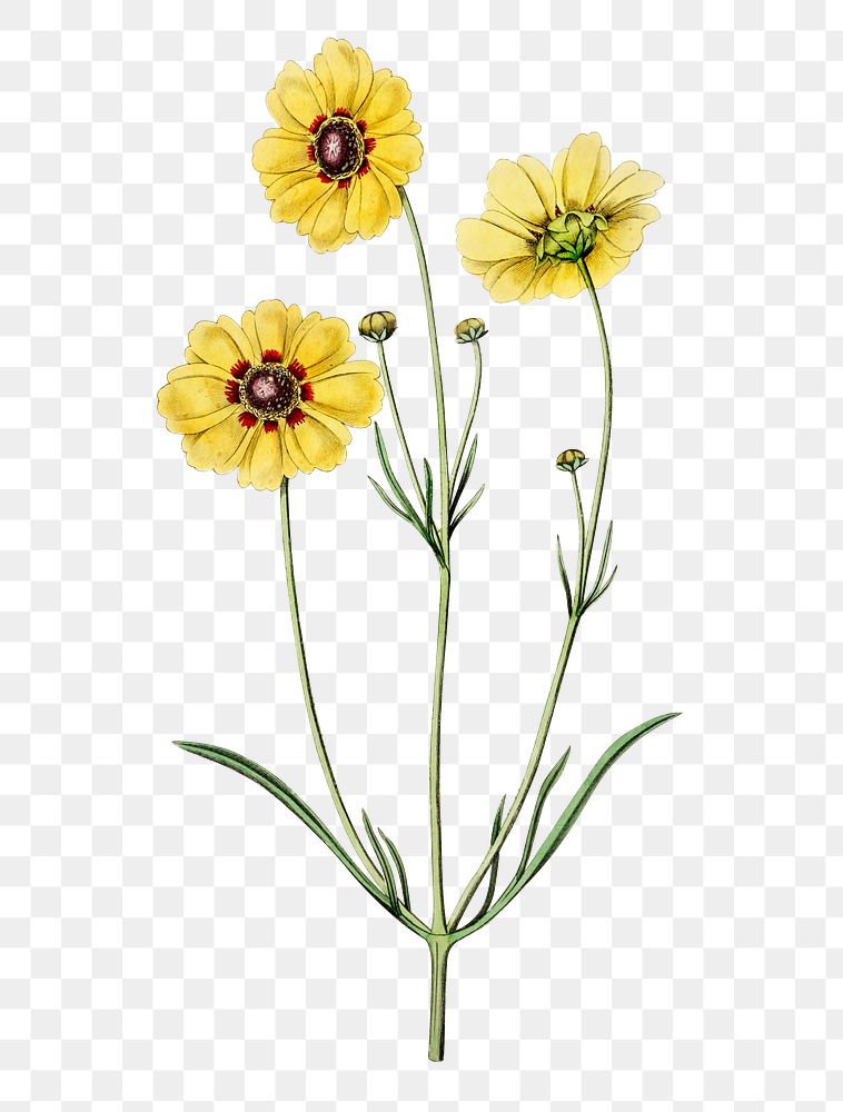 Yellow coreopsis flower blossom png illustration hand drawn