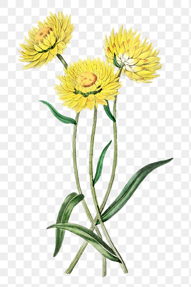Yellow helichrysum flower png vintage botanical illustration