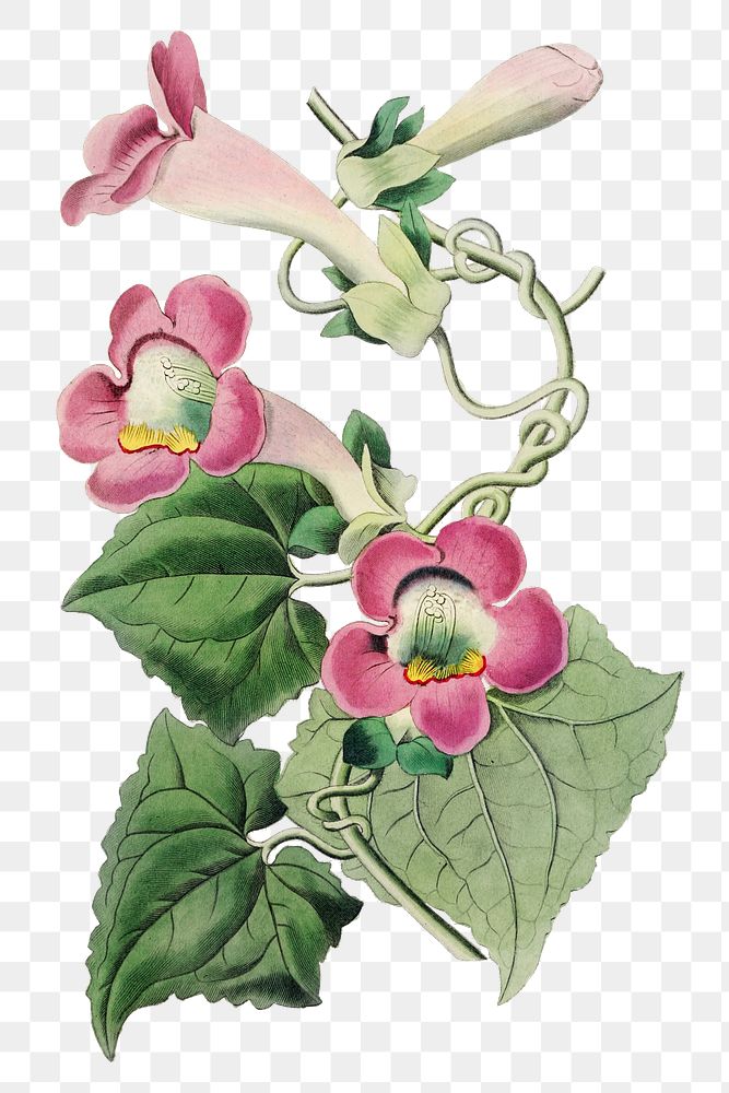 Blooming pink gloxinia png hand drawn botanical illustration