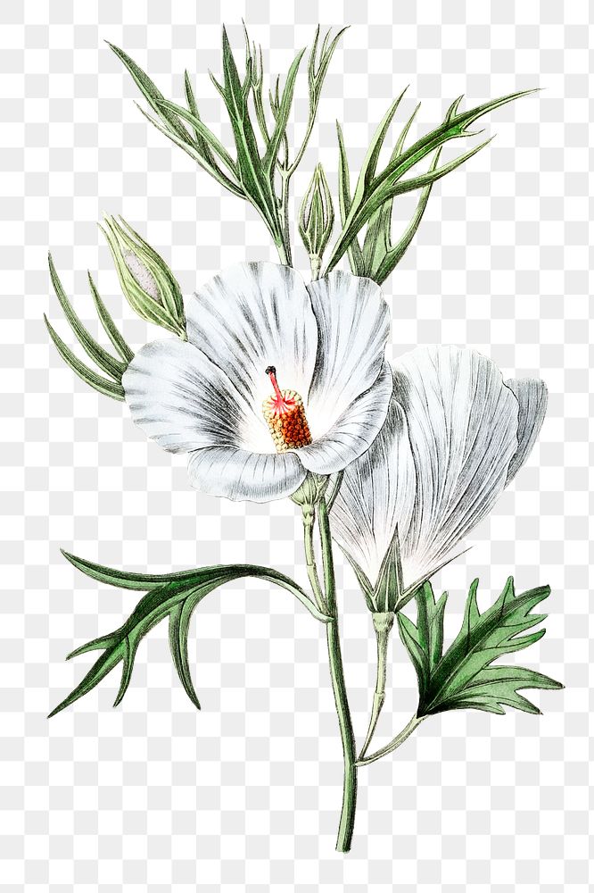 White hibiscus flower png vintage botanical illustration