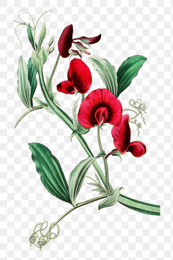 Blooming red tangier pea png hand drawn botanical illustration