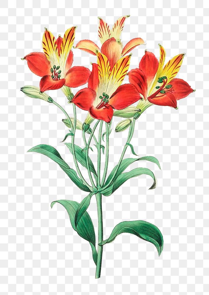 Red alstroemeria png tropical flower botanical vintage illustration