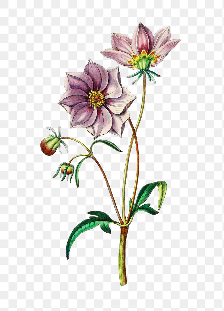 Blooming purple dahlia png hand drawn botanical illustration