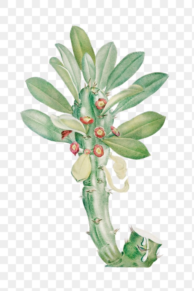 Euphorbia Neriifolia transparent png