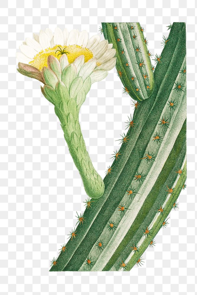 Cactus Opuntia transparent png