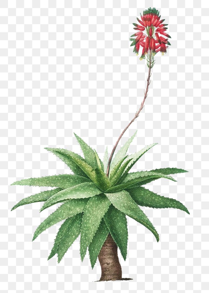 Aloe Picta transparent png