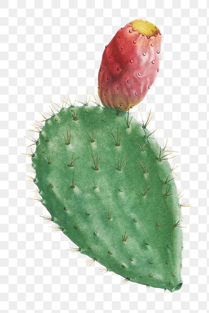 Cactus Cochenillifer transparent png
