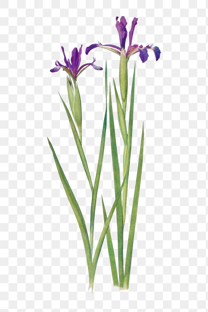 Vintage Iris flower illustration transparent png
