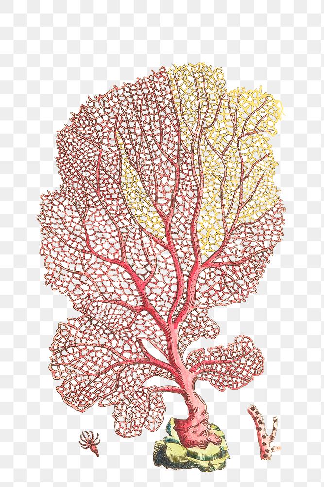 Png coral fan gorgonia vintage clipart