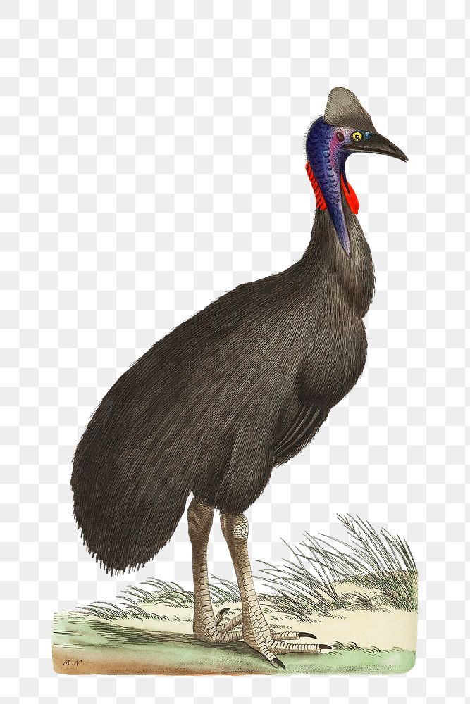 Png sticker black cassowary vintage graphic