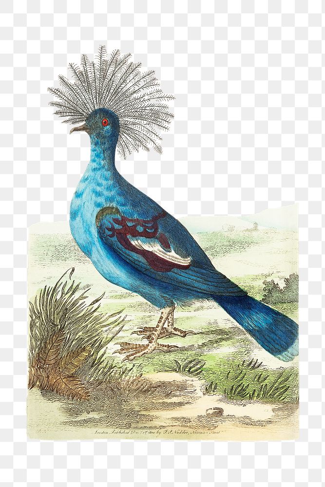 Png sticker bird crowned pigeon vintage clipart