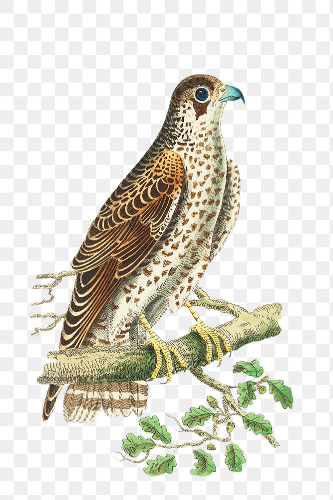 Png sticker bird brown falcon vintage illustration
