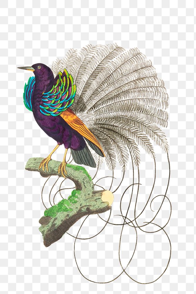 Png sticker bird vaillantian paradise clipart