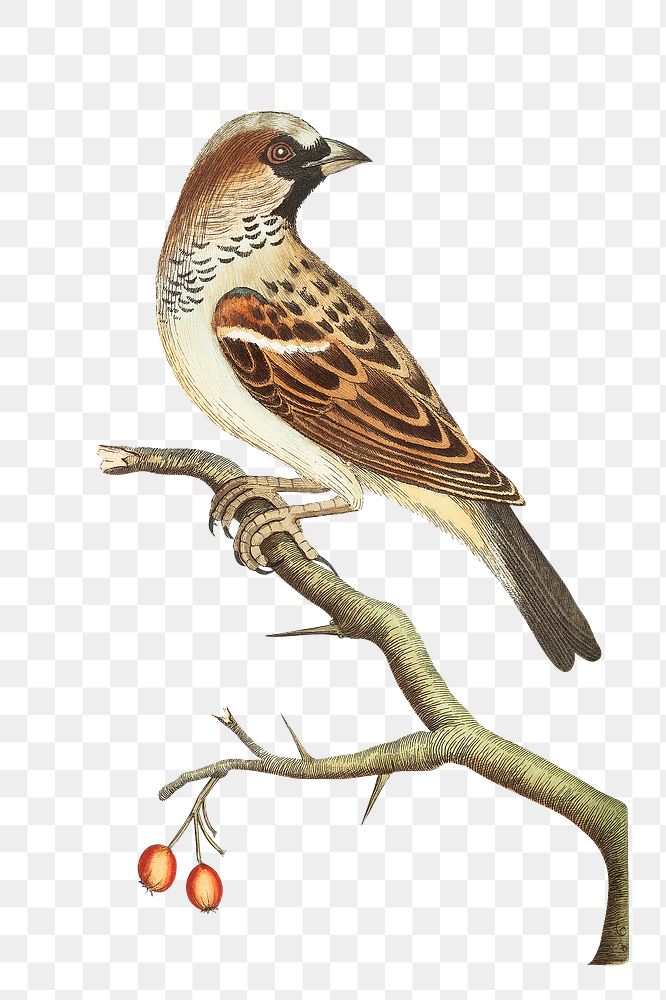 Png sticker house sparrow bird illustration
