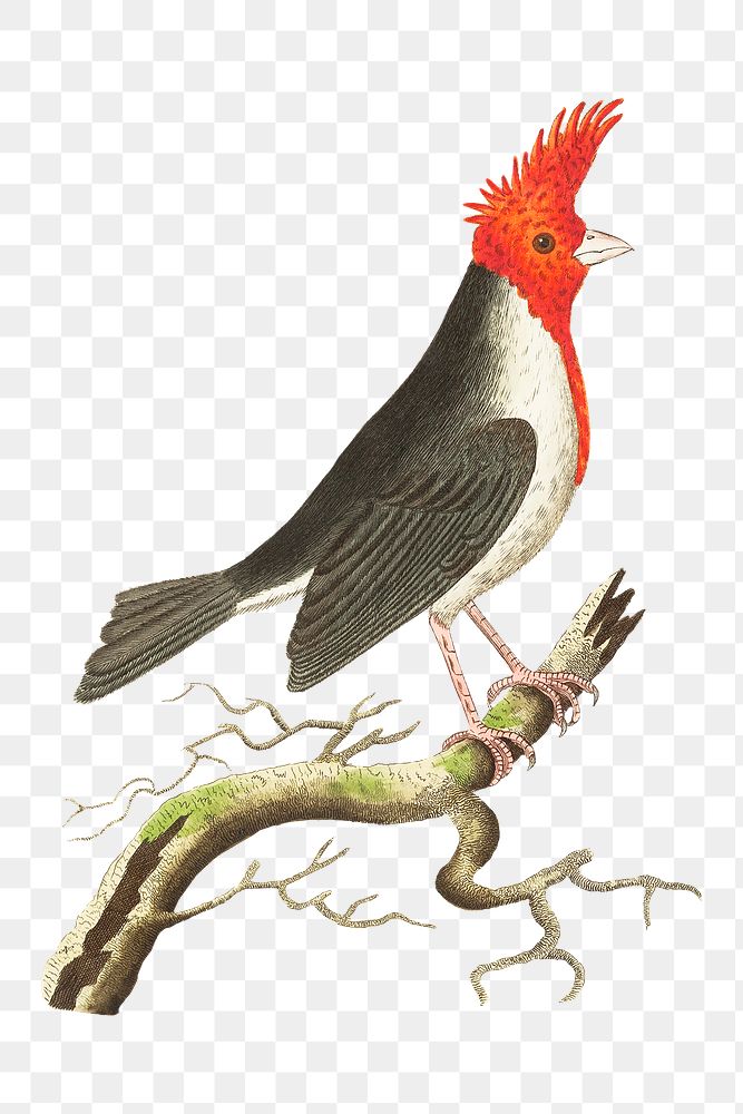 Png sticker crested dominican cardinal bird clipart