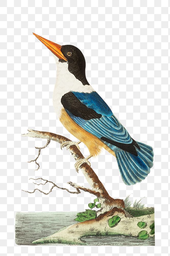 Png sticker violet blue kingfisher bird illustration 