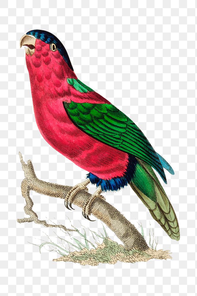Png sticker crimson parakeet bird illustration 