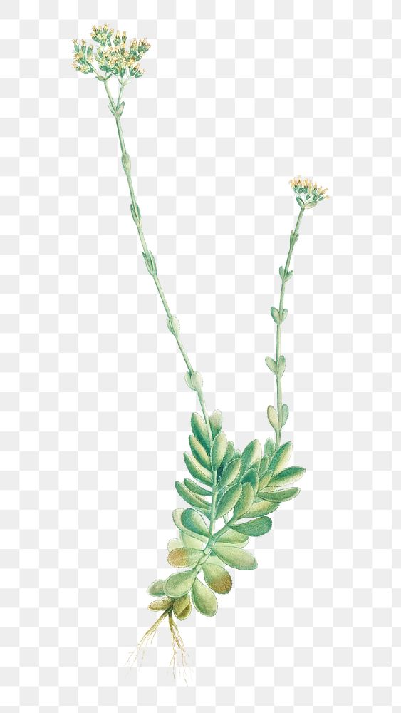 Hand drawn Crassula Cilliata (Pigmyweeds)