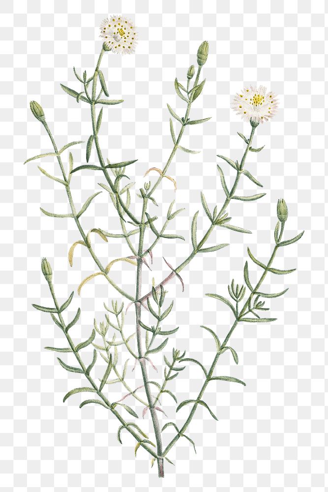 Hand drawn Mesembryanthemum Longistylum