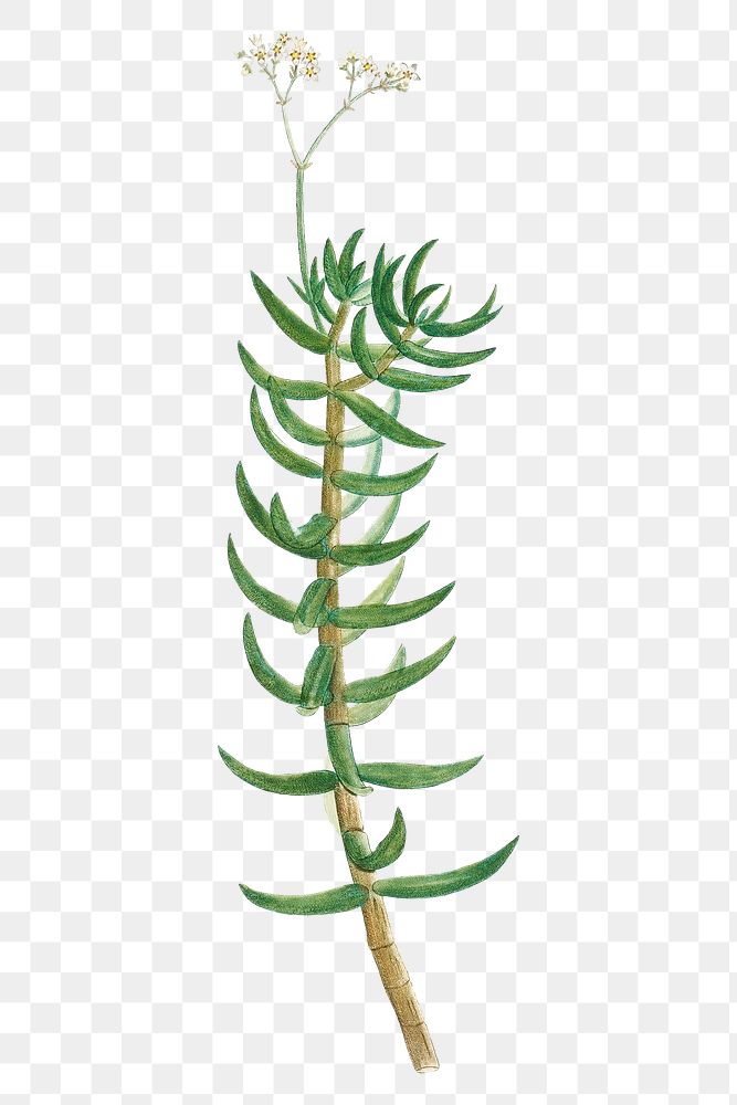 Hand drawn Crassula Tetragona (Miniature Pine Tree)