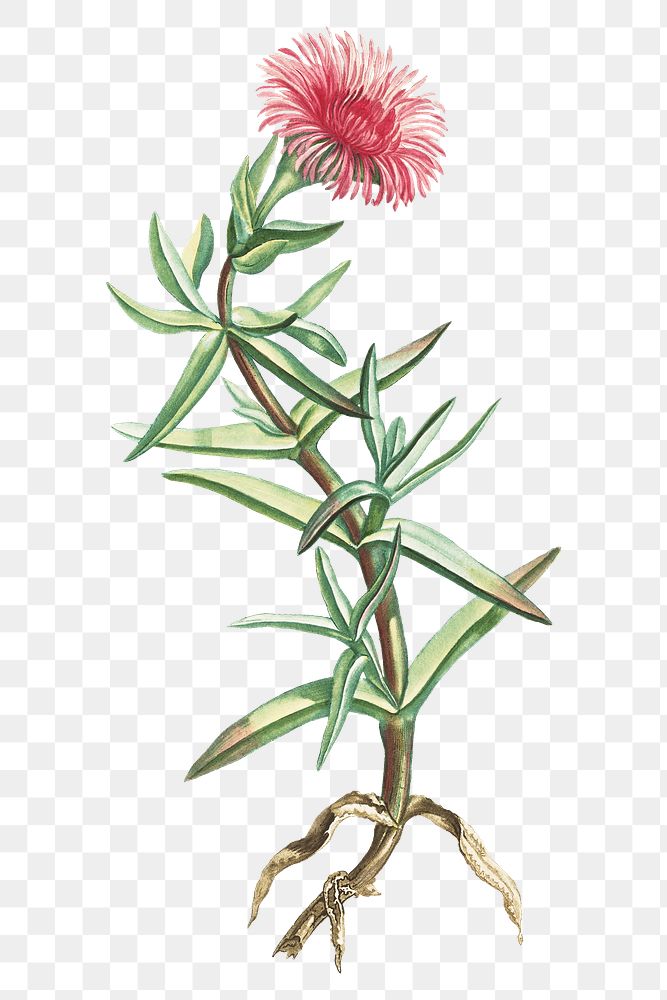 Hand drawn Mesembryanthemum Acinaciforme (Elands Sourfig)