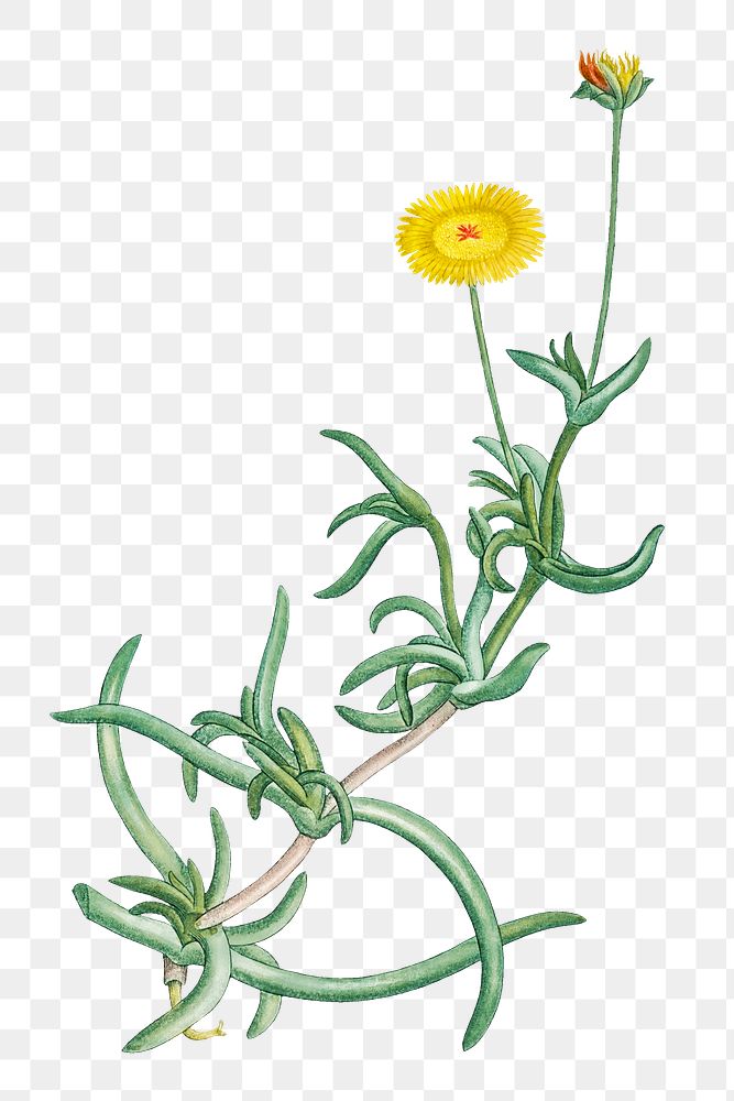 Hand drawn Mesembryanthemum Corniculatum (Marigold)