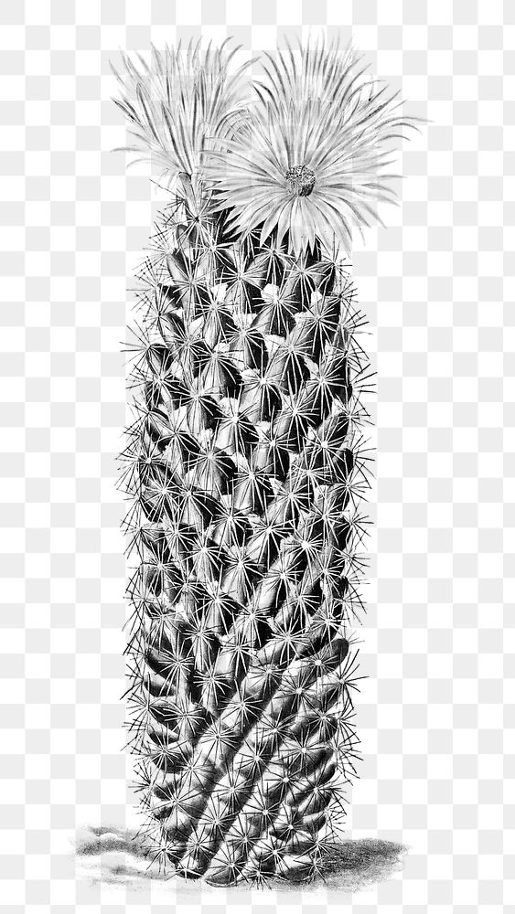 Vintage black and white hedgehog cactus design element