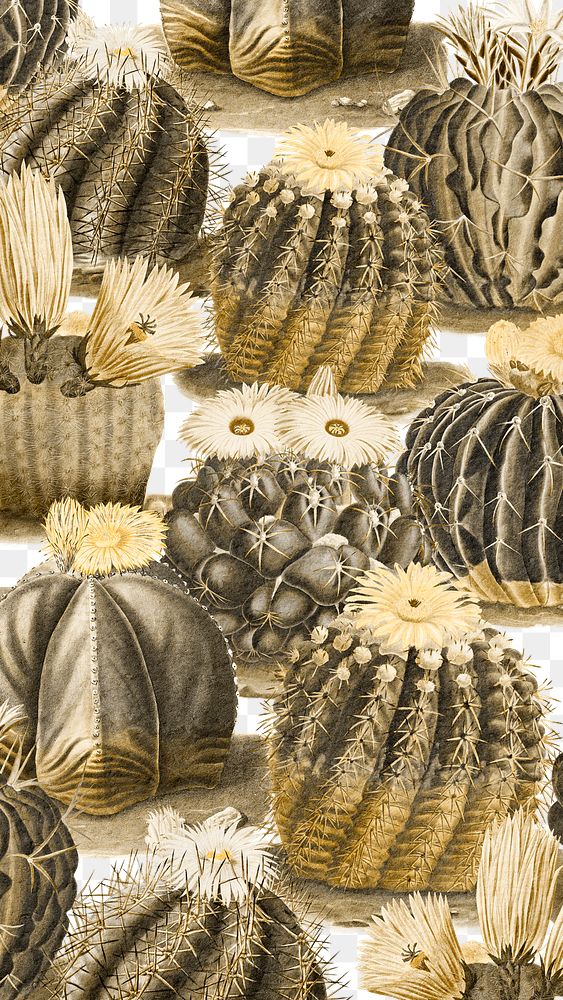 Vintage sepia cactus with flower illustration background