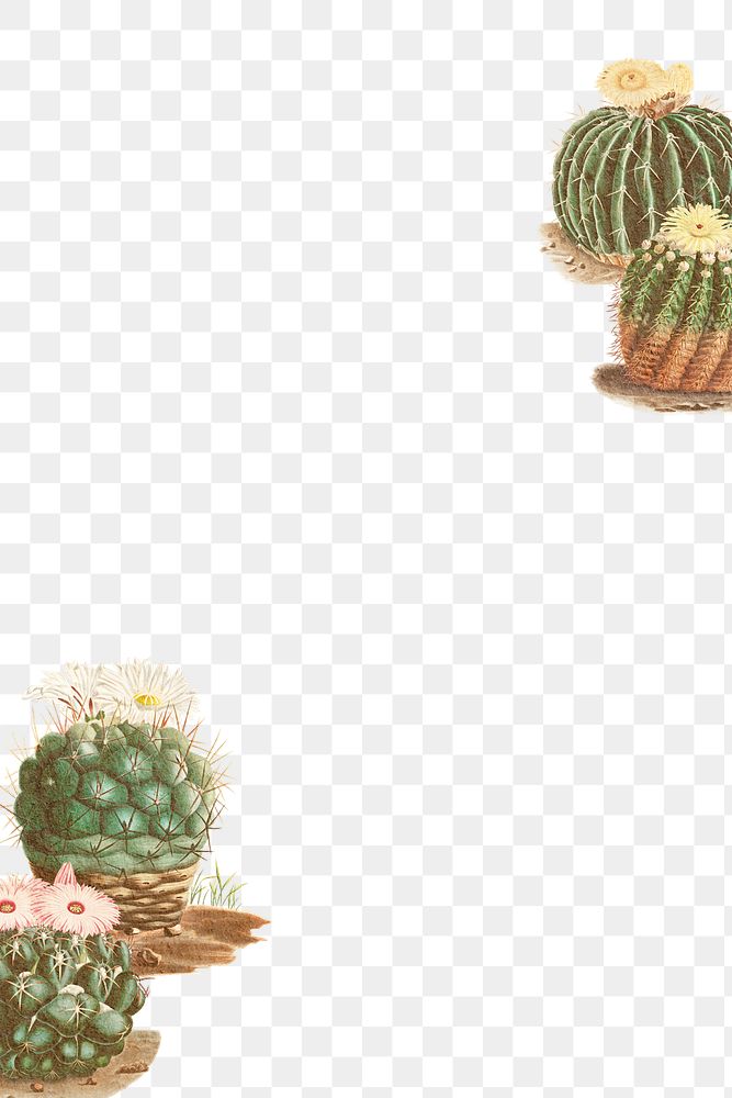 Vintage green cactus with flower frame design element