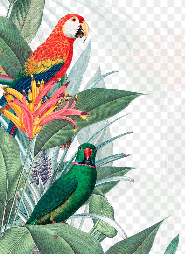 Parrot border transparent png jungle illustration