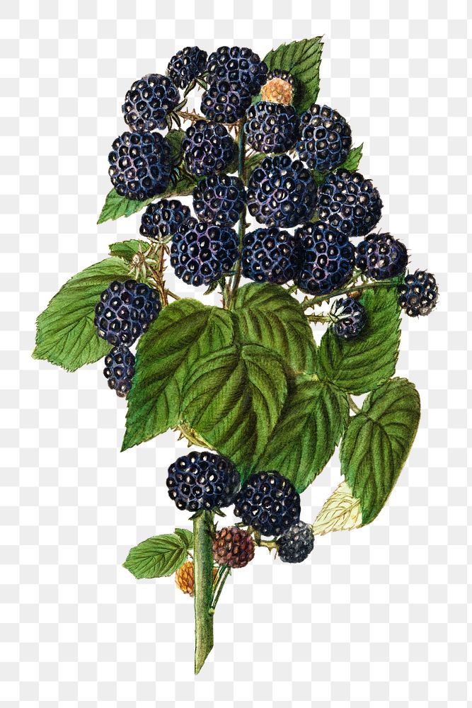 Vintage branch of black raspberry transparent png. Digitally enhanced illustration from U.S. Department of Agriculture…