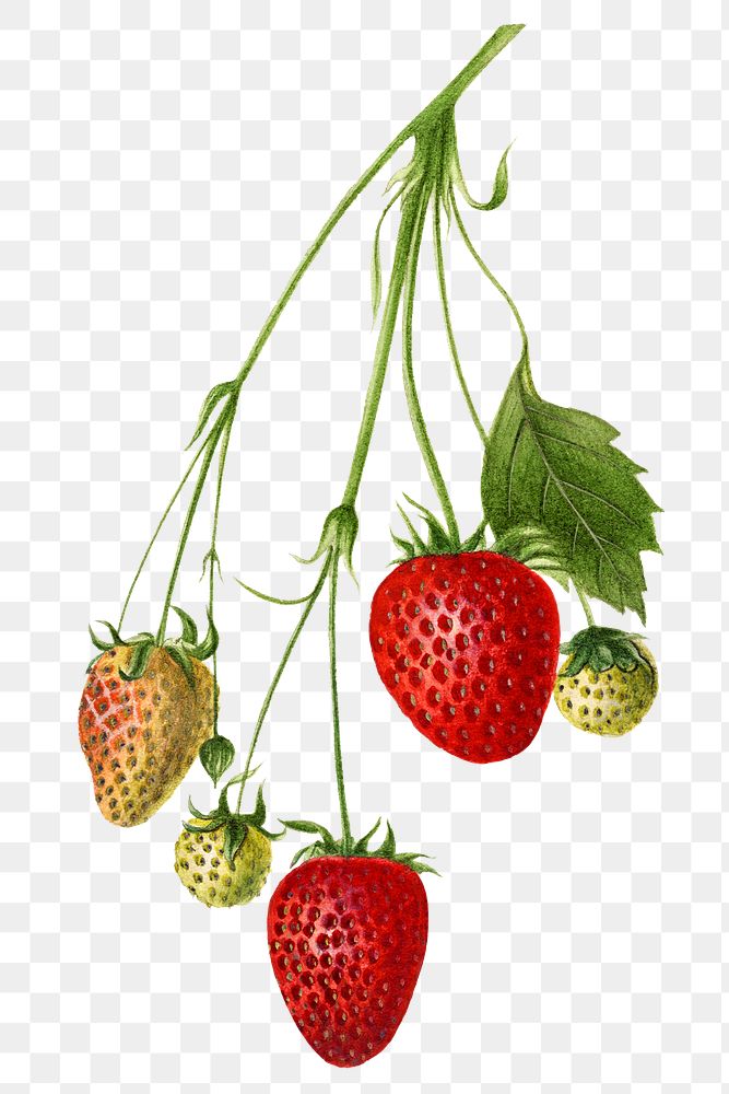 Vintage branch of strawberry transparent png. Digitally enhanced illustration from U.S. Department of Agriculture…
