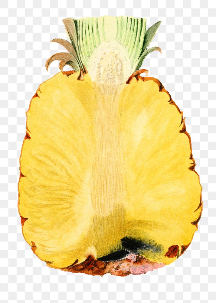 Vintage pineapple transparent png. Digitally enhanced illustration from U.S. Department of Agriculture Pomological…