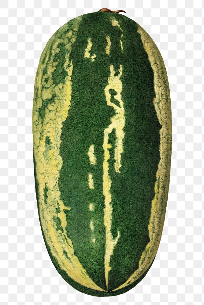 Vintage watermelon transparent png. Digitally enhanced illustration from U.S. Department of Agriculture Pomological…