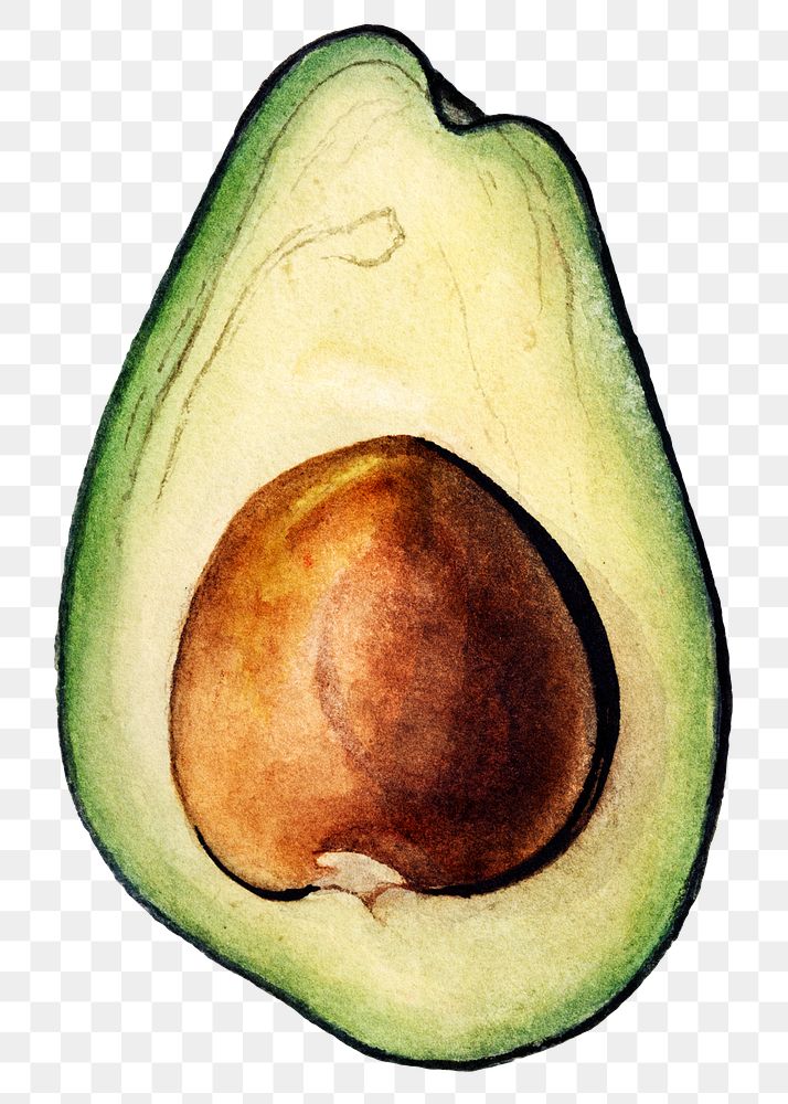 Vintage avocado transparent png. Digitally enhanced illustration from U.S. Department of Agriculture Pomological Watercolor…