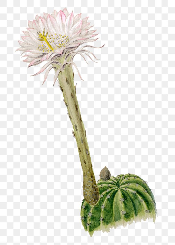Hedgehog cactus png sticker, vintage botanical illustration