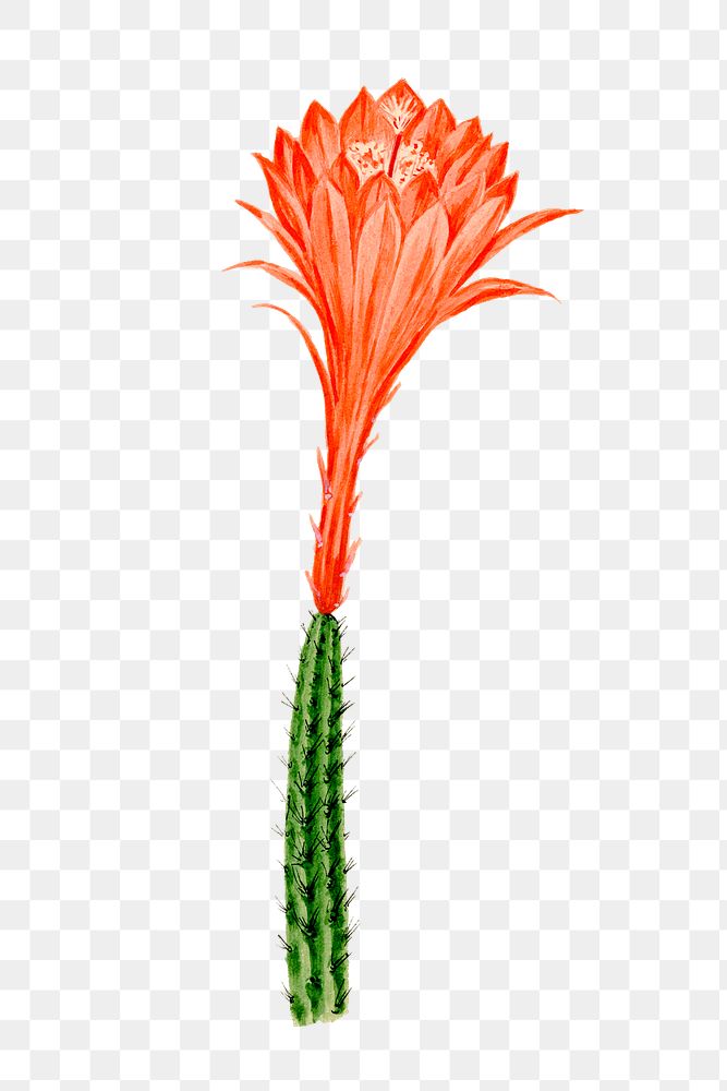 Aesthetic flower png sticker, vintage Red Rat's Tail cactus illustration, classic design element