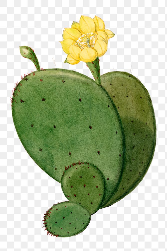 Indian fig opuntia cactus png clip art, vintage botanical illustration