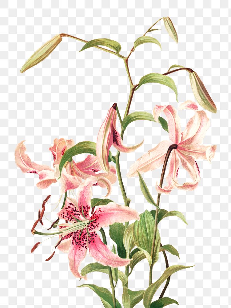 Vintage pink lily flower botanical png illustration, remix from artworks by L. Prang & Co.