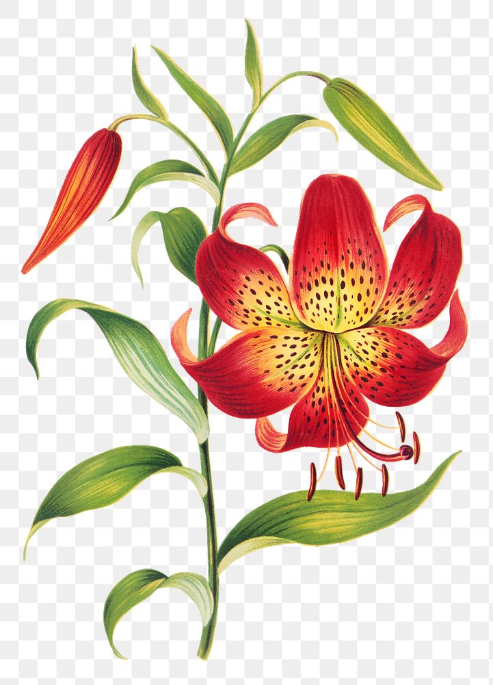 Vintage red lily flower sticker png illustration, remix from artworks by L. Prang & Co.